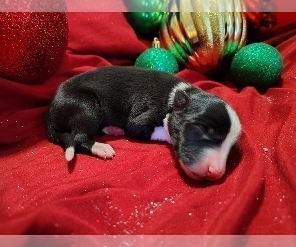 Medium Photo #8 Border Collie Puppy For Sale in NORBORNE, MO, USA