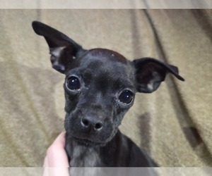 Chug Puppy for sale in HILLSDALE, MI, USA