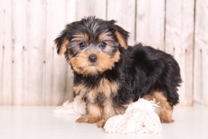 Yorkshire Terrier Puppy for sale in MOUNT VERNON, OH, USA