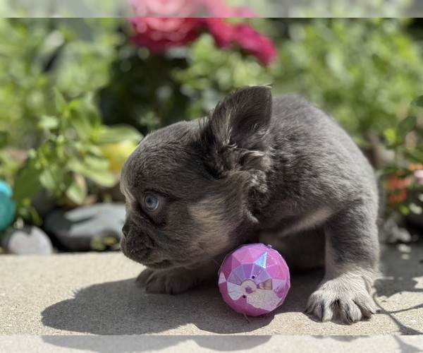 Medium Photo #3 French Bulldog Puppy For Sale in LEHIGH ACRES, FL, USA