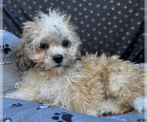 Medium Photo #8 Zuchon Puppy For Sale in RENO, NV, USA