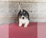 Litter of 2 - Male(s) and Female(s) Pembroke Welsh CorgiLitter of Puppies for Sale - Photo #10