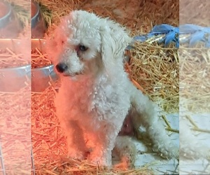 Mother of the Poodle (Toy) puppies born on 12/31/2022