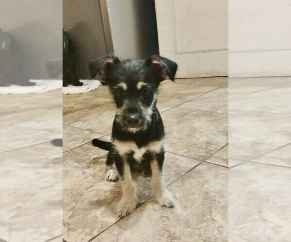 Medium Photo #6 Mutt Puppy For Sale in San Diego, CA, USA