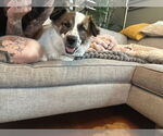 Small #8 Australian Shepherd Mix