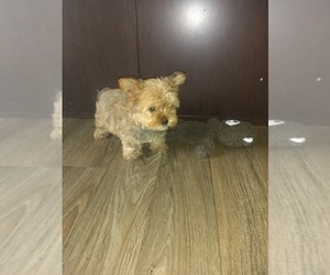 Yorkshire Terrier Dog for Adoption in LAPEER, Michigan USA