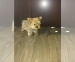 Puppy 1 Yorkshire Terrier