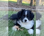 Puppy Diamond Australian Shepherd