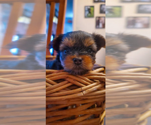 Yorkshire Terrier Puppy for Sale in GLENDALE, Arizona USA