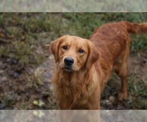 Father of the Golden Retriever puppies born on 05/18/2025
