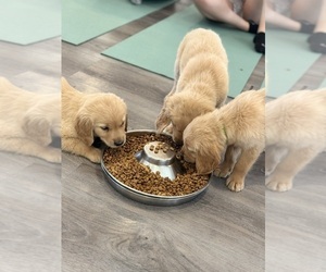 Golden Retriever Puppy for Sale in LOS ANGELES, California USA