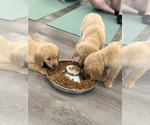 Image preview for Ad Listing. Nickname: Litter of 6