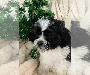 Shih Tzu Puppy for Sale in LEBANON, Oregon USA