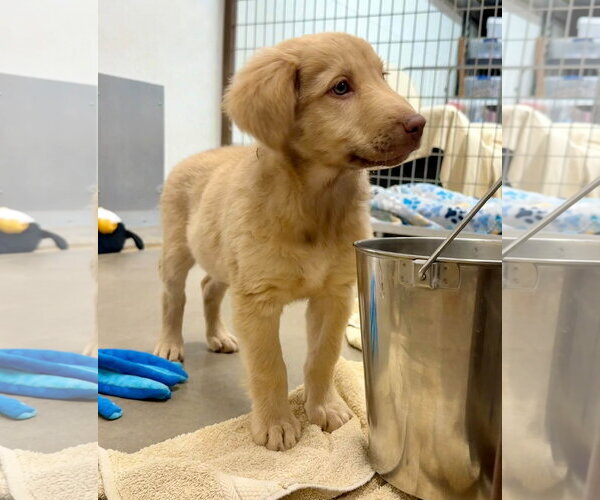 Medium Photo #3 Anatolian Shepherd-Golden Retriever Mix Puppy For Sale in Cave Creek, AZ, USA