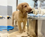 Small Photo #3 Anatolian Shepherd-Golden Retriever Mix Puppy For Sale in Cave Creek, AZ, USA