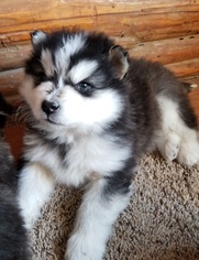 Alaskan Malamute Puppy for sale in POWELL, WY, USA