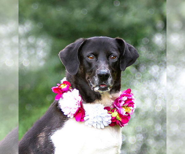 Medium Photo #6 Border Collie-Unknown Mix Puppy For Sale in Unionville, PA, USA