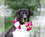 Small #5 Border Collie Mix