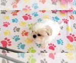 Small #4 Shih Tzu