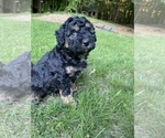 Small Photo #27 Aussiedoodle Miniature  Puppy For Sale in COMMERCE, MI, USA