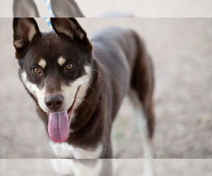 Siberian Husky-Unknown Mix Dogs for adoption in Santa Cruz, CA, USA