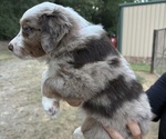 Small #1 Miniature Australian Shepherd