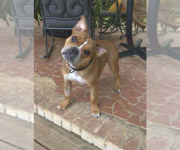 Medium Photo #1 American Pit Bull Terrier-Bulldog Mix Puppy For Sale in Raleigh, NC, USA