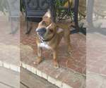 Small American Pit Bull Terrier-Bulldog Mix