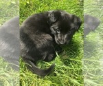 Small Photo #1 German Shepherd Dog Puppy For Sale in CASTLE CREEK, NY, USA