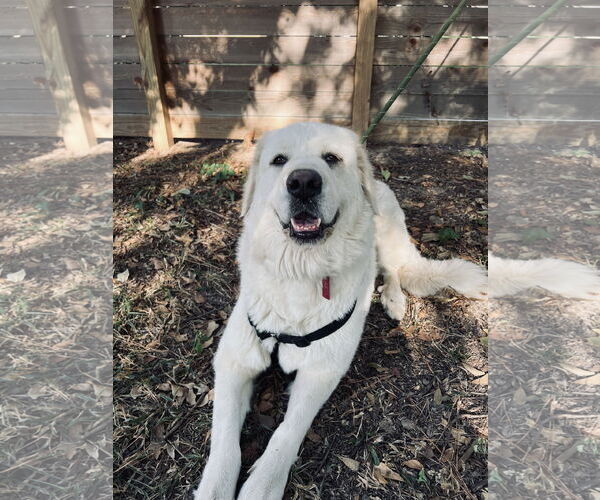 Medium Photo #7 Great Pyrenees Puppy For Sale in Spring, TX, USA