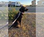 Small #2 Mutt