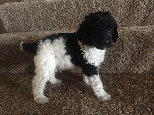 Poodle (Standard) Puppy for sale in OOLOGAH, OK, USA
