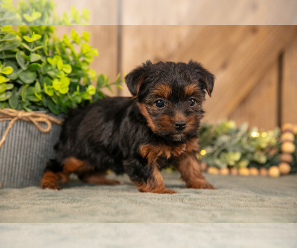 Medium Photo #2 Yorkshire Terrier Puppy For Sale in GREENWICH, OH, USA