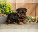 Small #1 Yorkshire Terrier