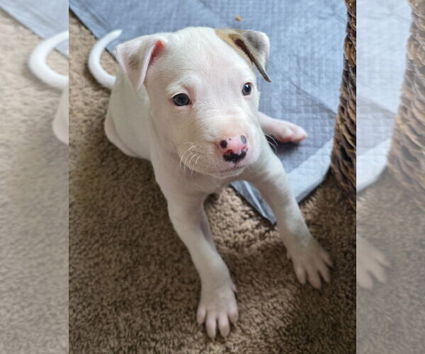 Medium Photo #4 Mutt Puppy For Sale in Holly Springs, NC, USA