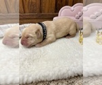 Small #8 Labrador Retriever