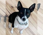 Small #2 Rat Terrier