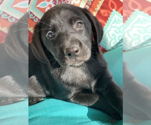 Labrador Retriever Puppy for sale in SPOTSYLVANIA, VA, USA