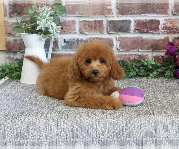 Medium Photo #4 Cavapoo (Miniature) Puppy For Sale in SYRACUSE, IN, USA