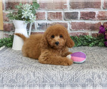 Small #3 Cavapoo (Miniature)