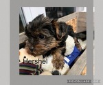 Small Photo #6 -Yorkshire Terrier Mix Puppy For Sale in BENNINGTON, IN, USA