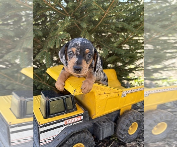 Medium Photo #3 Dachshund Puppy For Sale in MIDDLEBURY, IN, USA