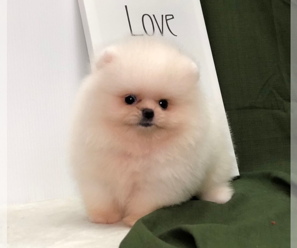 Medium Photo #4 Pomeranian Puppy For Sale in CHICAGO, IL, USA