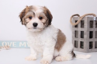 Cavachon Puppy for sale in NAPLES, FL, USA