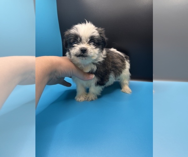 Medium Photo #3 Maltipoo-Shih Tzu Mix Puppy For Sale in SAINT AUGUSTINE, FL, USA