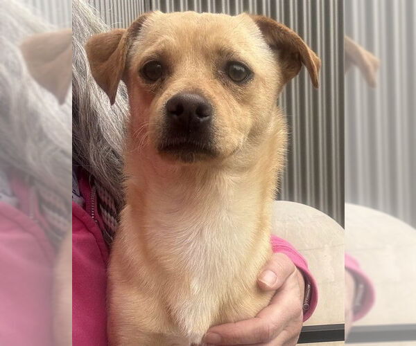 Medium Photo #1 Chihuahua-Unknown Mix Puppy For Sale in Sacramento, CA, USA