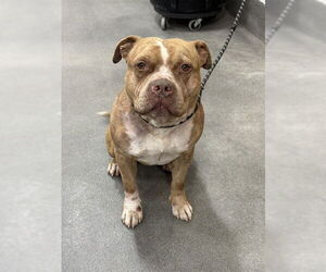 Mutt Dogs for adoption in Forestville, MD, USA