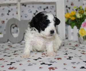 Poodle (Toy) Puppy for sale in CHANUTE, KS, USA