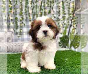 Shih Tzu Puppy for sale in MARIETTA, GA, USA