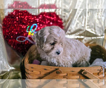 Small #2 Cockapoo (Miniature)